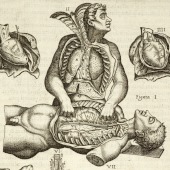 Juan Valverde de Amusco (ca. 1525–ca. 1588), <em>Vivae imagines partium corporis humani aereis formis expressae</em>. Book 4, plate [1]