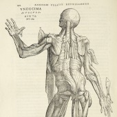 Andreas Vesalius (1514–1564), <em>De humani corporis fabrica libri septem</em>. 'Muscle man', plate 11