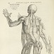Andreas Vesalius (1514–1564), De humani corporis fabrica libri septem. 'Muscle man', plate 11