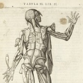 Juan Valverde de Amusco (ca. 1525–ca. 1588), <em>Vivae imagines partium corporis humani aereis formis expressae</em>. Book 2, plate 11