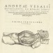 Andreas Vesalius (1514–1564), De humani corporis fabrica libri septem. Book 6, p. 559