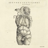 Andreas Vesalius (1514–1564), <em>De humani corporis fabrica libri septem</em>. Book 6, p. 560