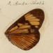 Studying the butterfly - Darwin