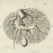 Francis Glisson (1597–1677), Anatomia hepatis. Plate facing p. 292