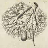 Francis Glisson (1597–1677), <em>Anatomia hepatis</em>. Plate facing p. 293