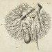 Francis Glisson (1597–1677), Anatomia hepatis. Plate facing p. 293