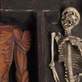 The body and the skeleton