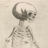 Coiter's skeleton of a child