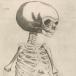 Coiter's skeleton of a child