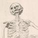 Coiter's skeleton with a scythe