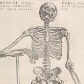 Articulated skeleton