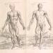 Muscle figures from the front and side: landscape series (1)